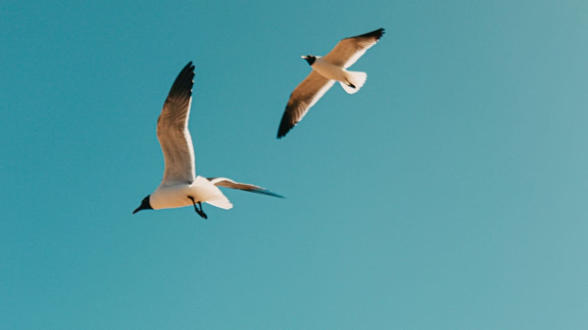 Østens unge skal lære selv at flyve